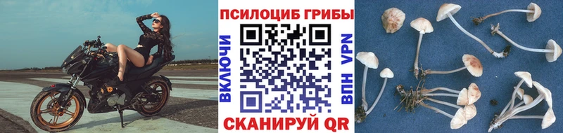 Псилоцибиновые грибы Psilocybine cubensis Барыш